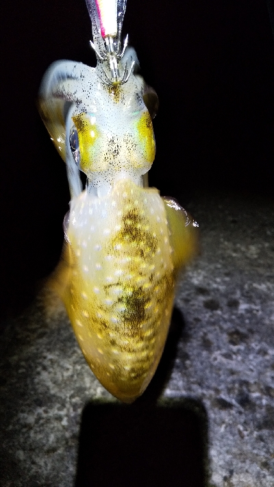 今年の初アオリー