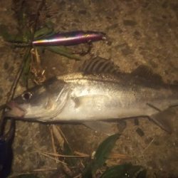 紀ノ川シーバス