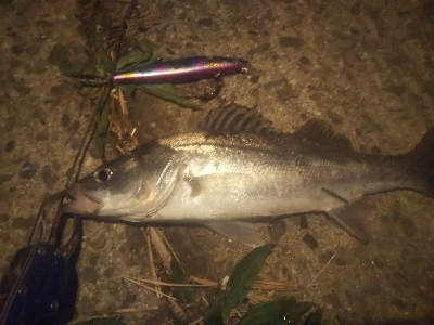 紀ノ川シーバス