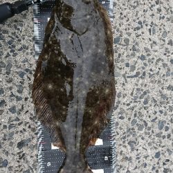 ヒラメ５６ 釣れた 鹿児島 米ノ津港 名護港 フラットフィッシュ エソ 陸っぱり 釣り 魚釣り 釣果情報サイト カンパリ