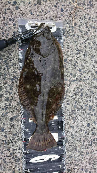 ヒラメ５６㎝釣れた