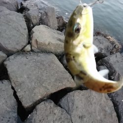 ヒラメバラシ〰️