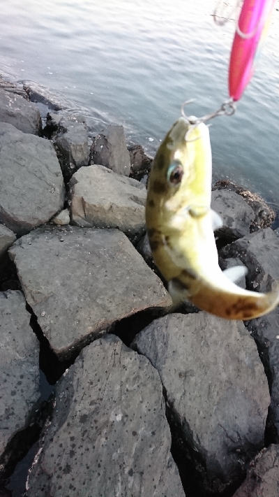 ヒラメバラシ〰️