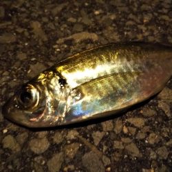 サイズアップアジング