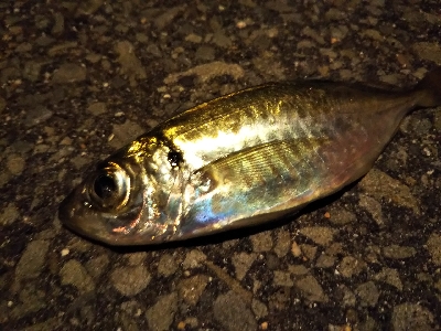 サイズアップアジング