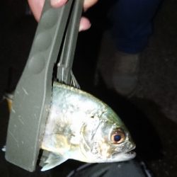 久々のアジング