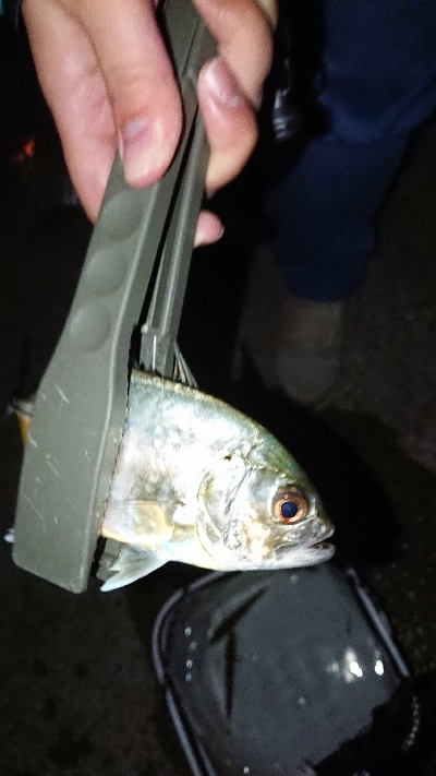 久々のアジング