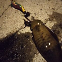 新子新子しんこ