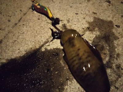 新子新子しんこ