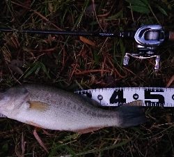 神のアクション