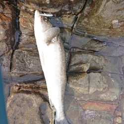 ライトショアプラッギング