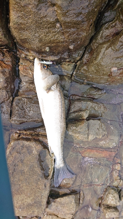 ライトショアプラッギング