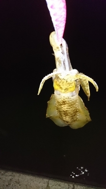 エギング釣行その４７