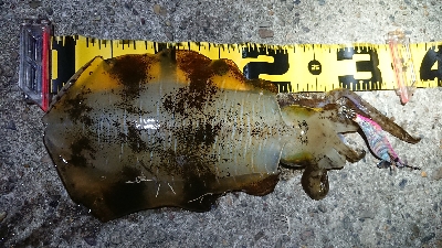 仕事終わりエギング