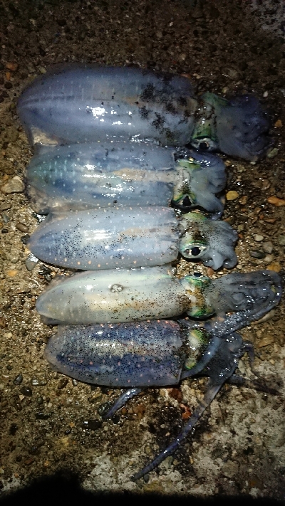 ちょこっと短時間エギング