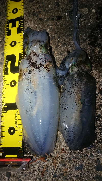 仕事終わりエギング