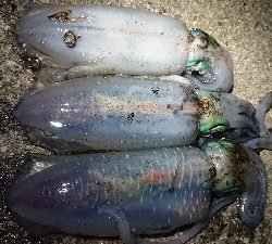 仕事終わりエギング