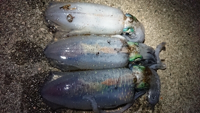 仕事終わりエギング