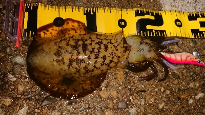 ちょこっとエギング