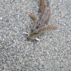 久しぶりの釣行