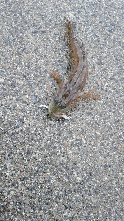 久しぶりの釣行