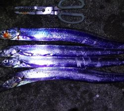 タチウオテンヤ