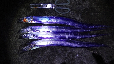 タチウオテンヤ