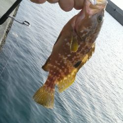 アジング狙いでしたが