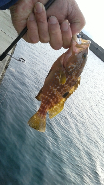 アジング狙いでしたが