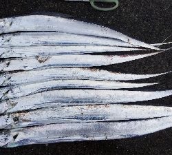 テンヤでタチウオ