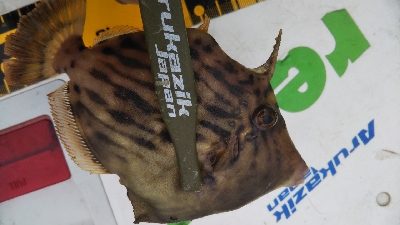 今期初カワハギ