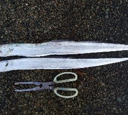 タチウオとツバス