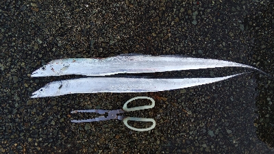 タチウオとツバス