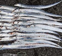 タチウオテンヤ絶好調