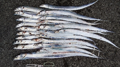 タチウオテンヤ絶好調