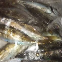 ちょいアジング