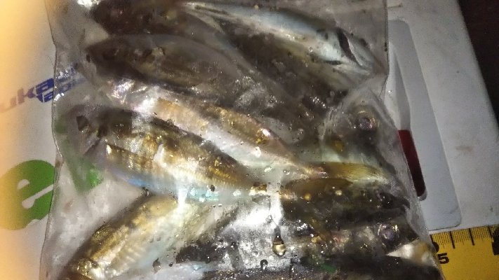 ちょいアジング