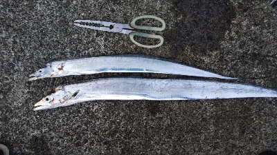 テンヤでタチウオ