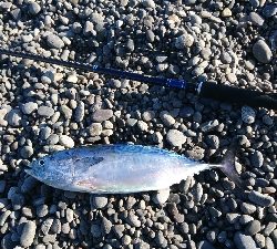 名前分からんけどカツオみたいな魚