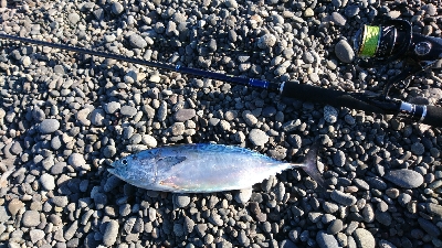 名前分からんけどカツオみたいな魚