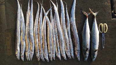 久しぶりのタチウオとサゴシ