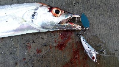 テンヤとルアーでタチウオ