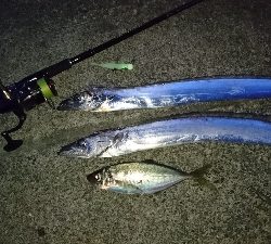 タチウオ・アジ