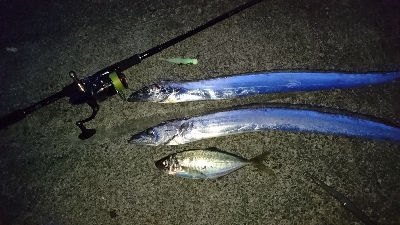 タチウオ・アジ