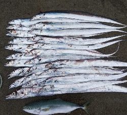 今年最大110cmのタチウオ