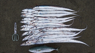 今年最大110cmのタチウオ