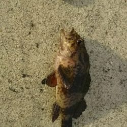 アタリは有るが…