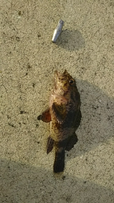 アタリは有るが…