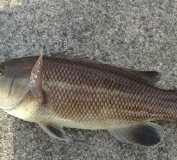 ちょい投げでコブダイ