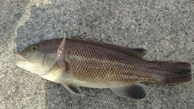 ちょい投げでコブダイ